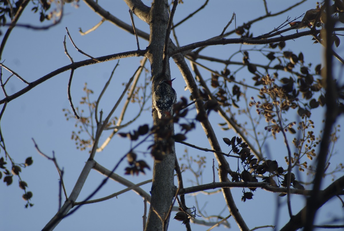 Дятел-смоктун жовточеревий - ML646095141