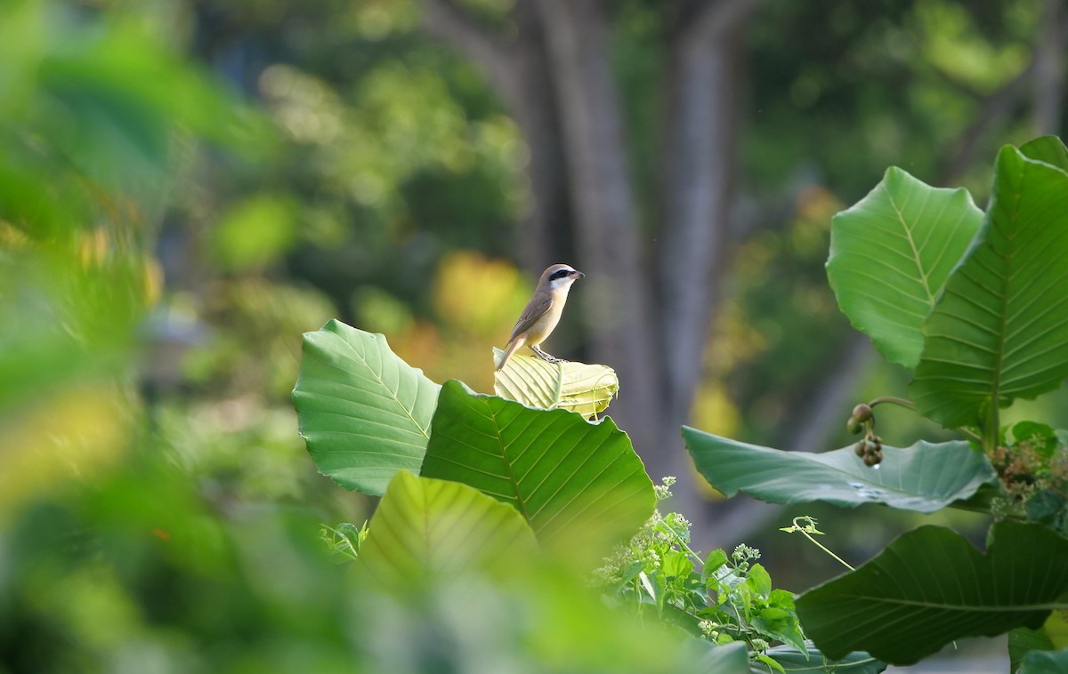 Braunwürger - ML646095144