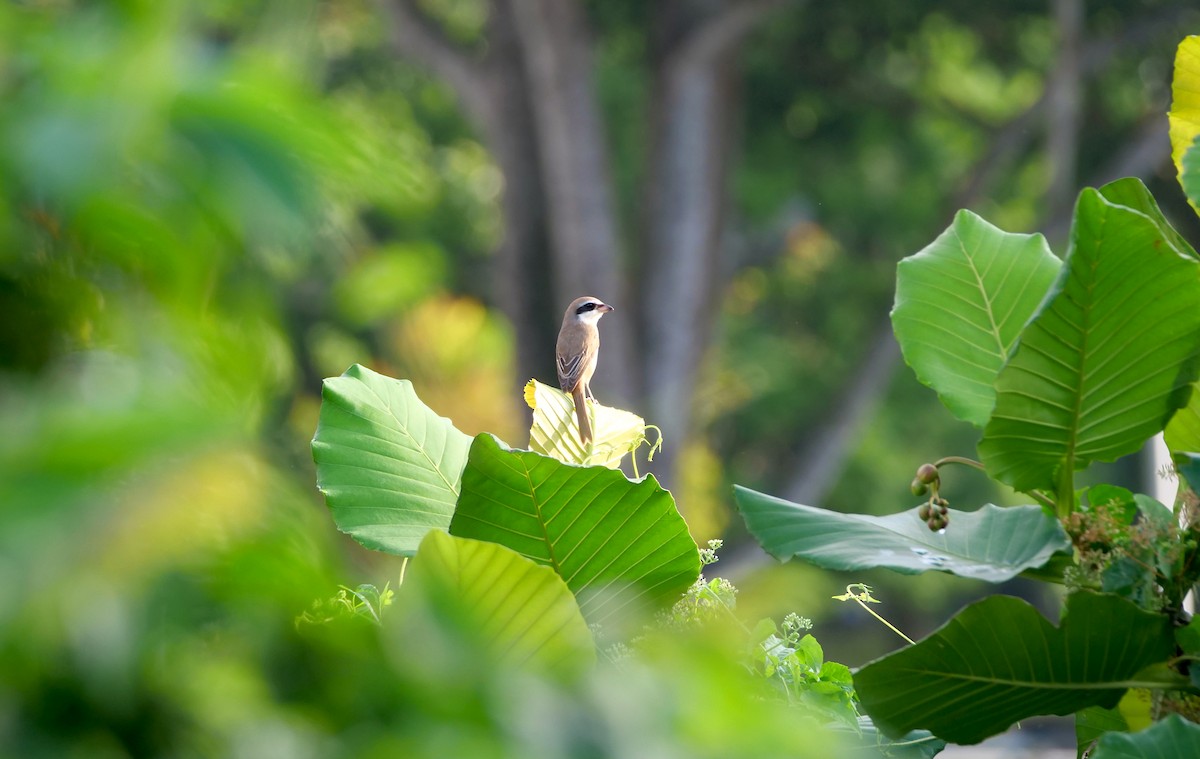 Braunwürger - ML646095145