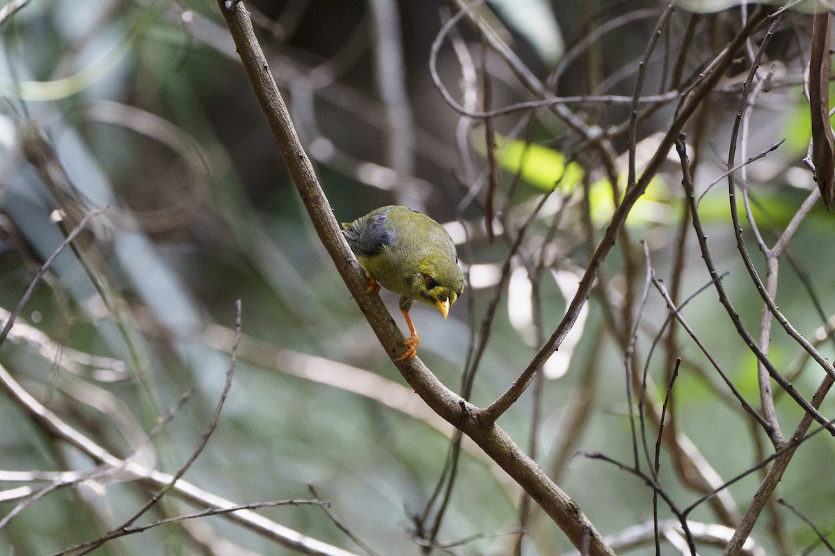 Glockenhonigfresser - ML646095146