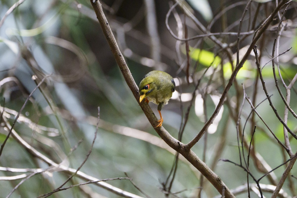 Glockenhonigfresser - ML646095147