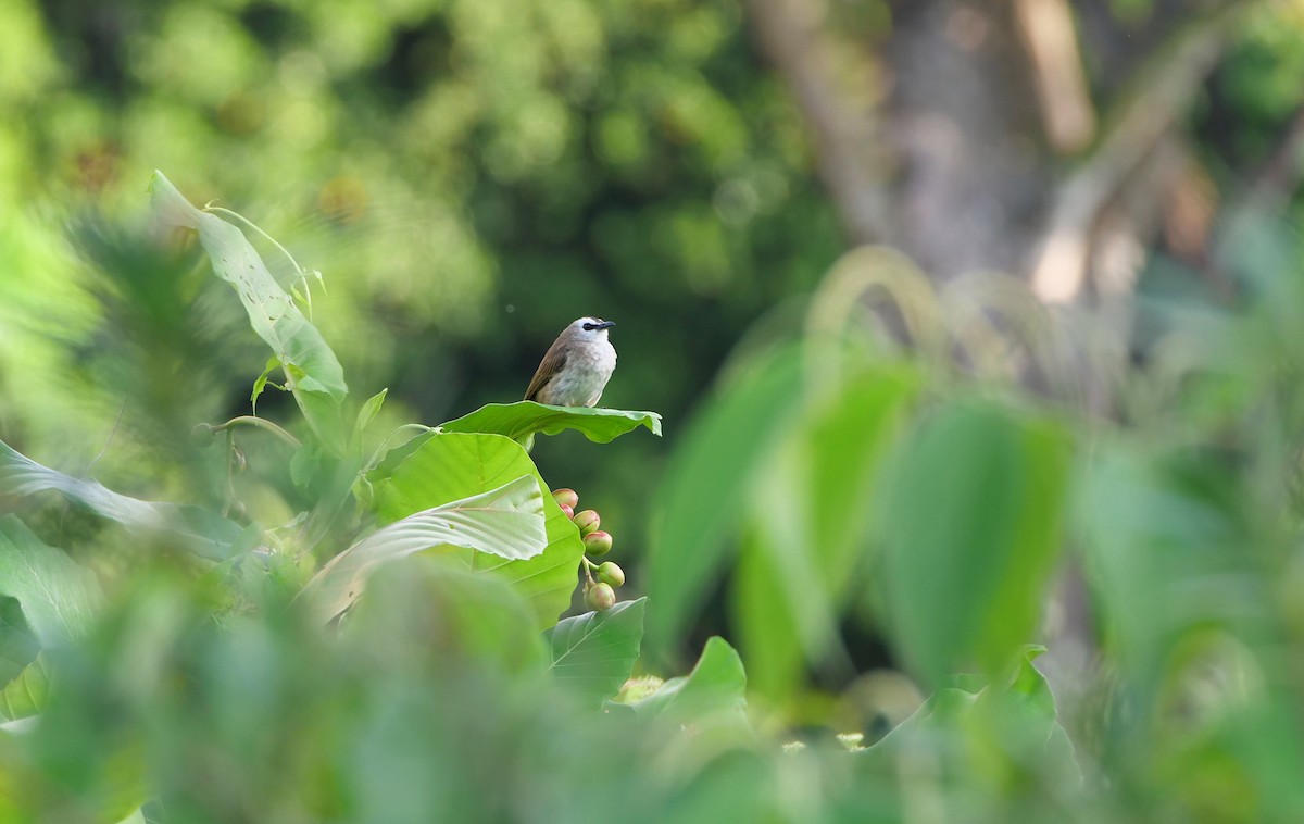 Schwarzzügelbülbül - ML646095150