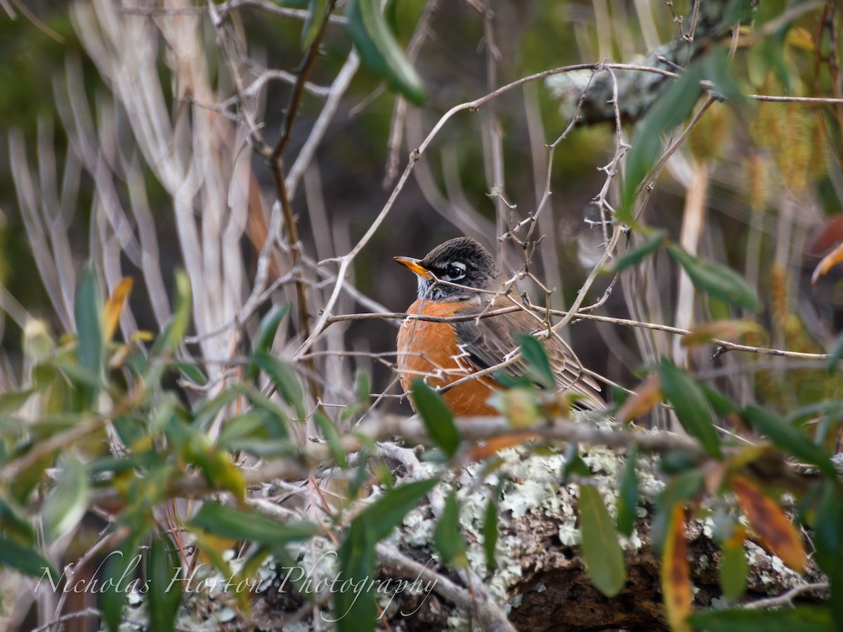 コマツグミ - ML646095155