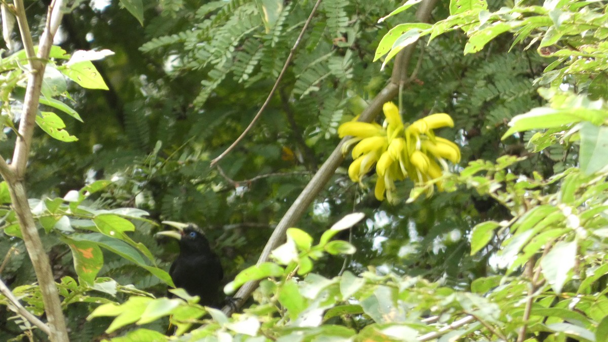 Cassique cul-jaune - ML646095160