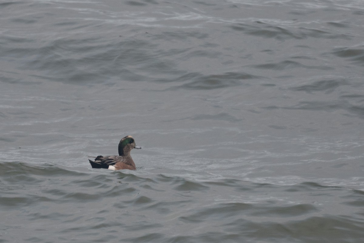 American Wigeon - ML646095163