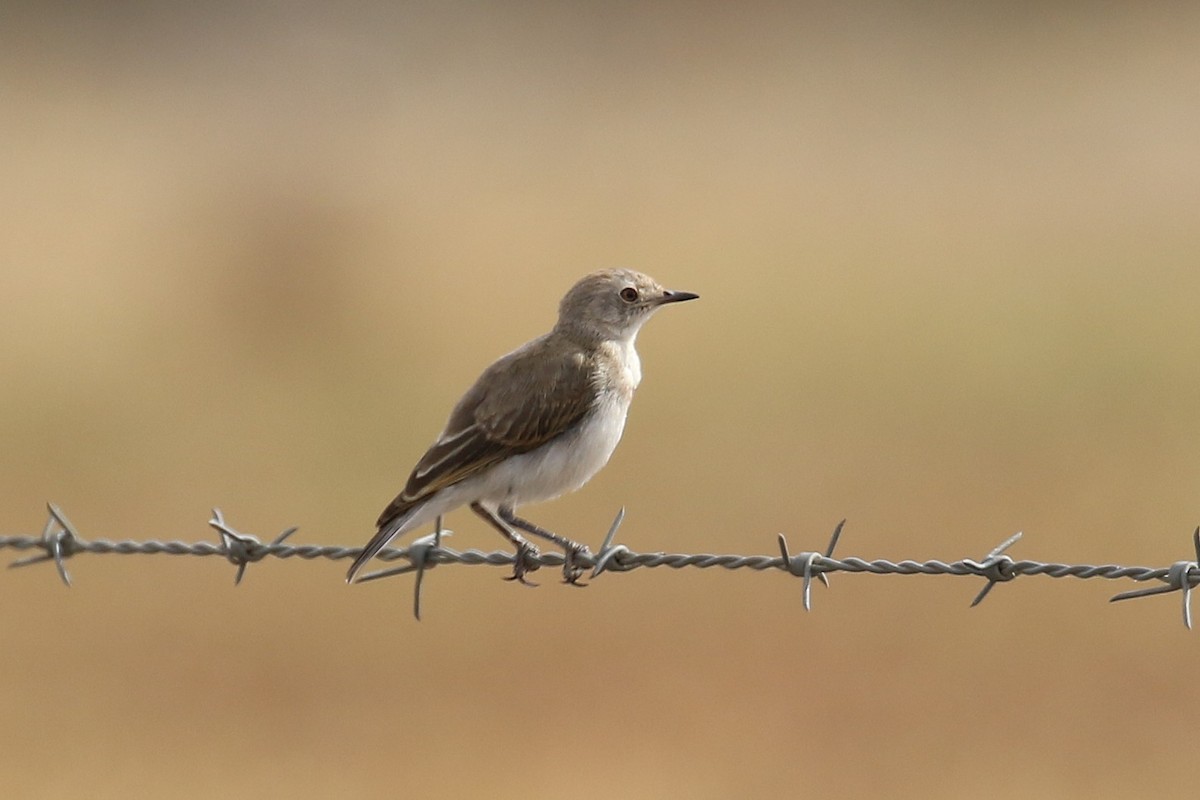 Eptianuro Pío - ML646095164