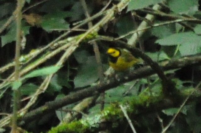 クロズキンアメリカムシクイ - ML646095166