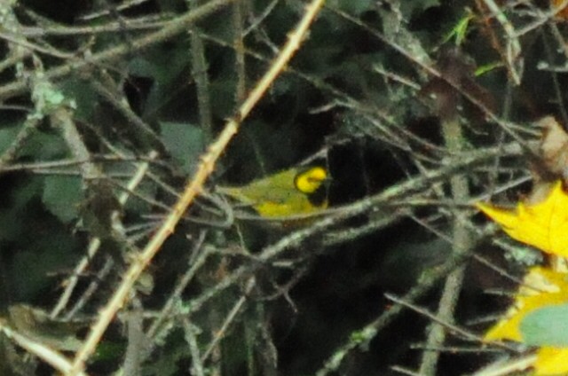 クロズキンアメリカムシクイ - ML646095167