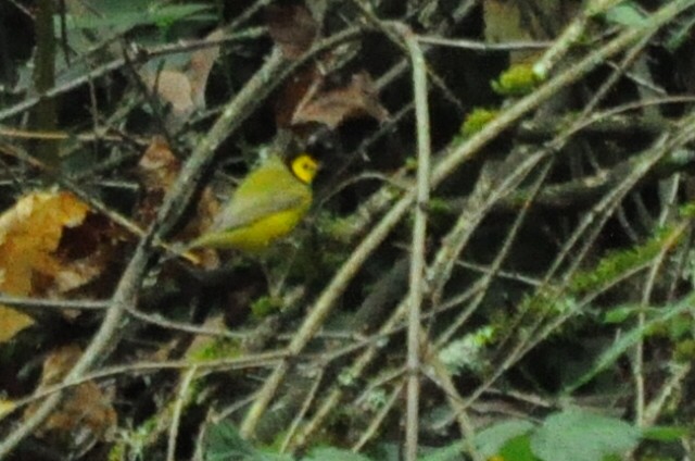 クロズキンアメリカムシクイ - ML646095168