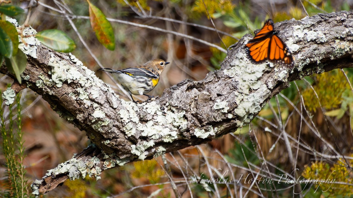 Yellow-rumped Warbler - ML646095169