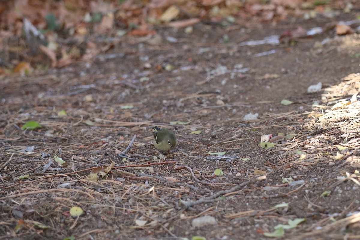 Ruby-crowned Kinglet - ML646095170
