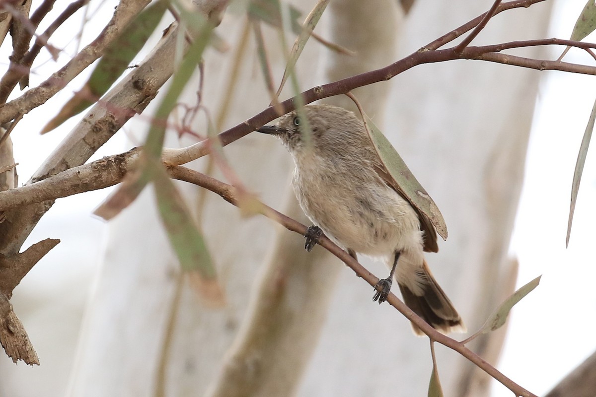 Chestnut-rumped Thornbill - ML646095174