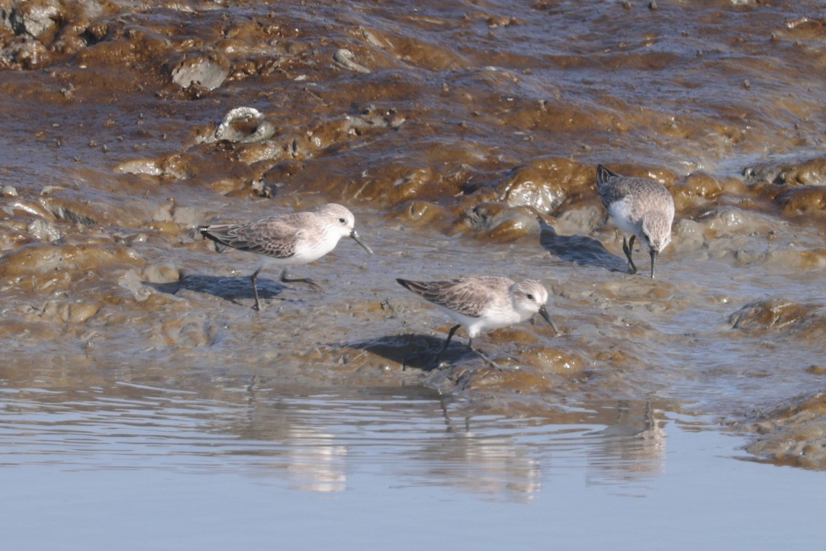 Western Sandpiper - ML646095175