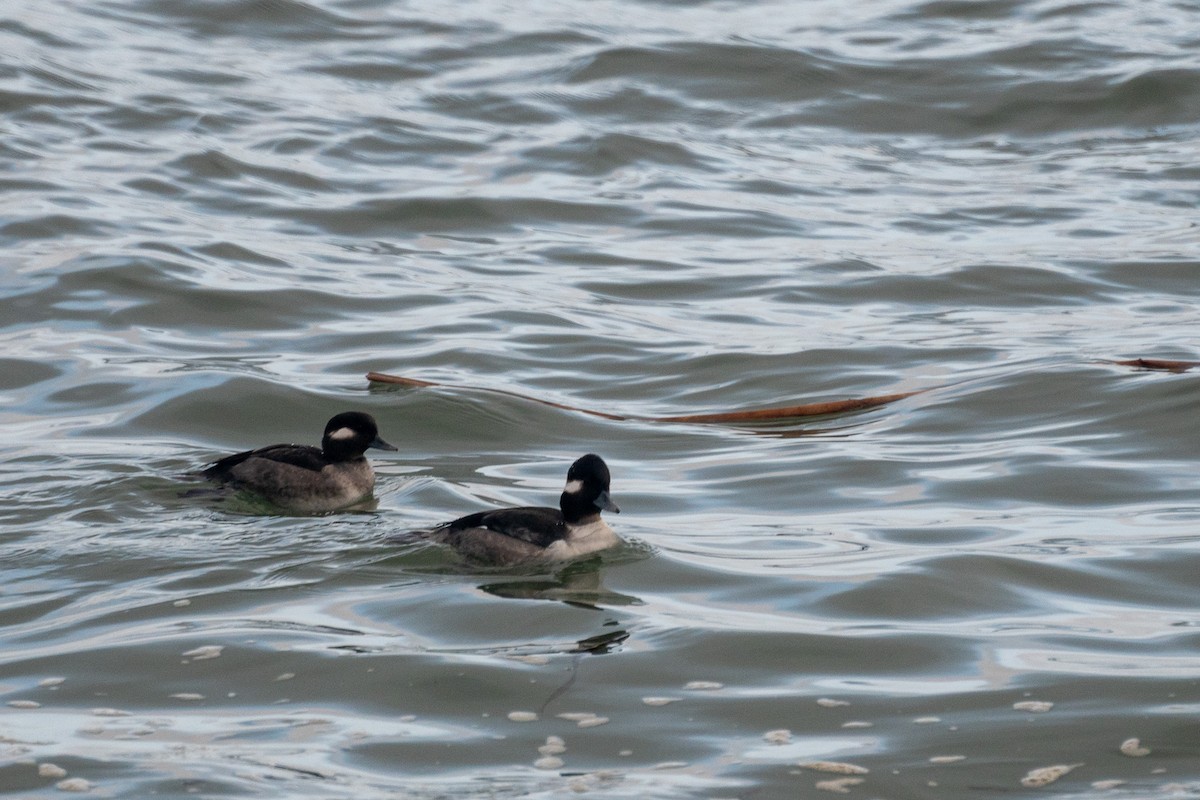 Bufflehead - ML646095177