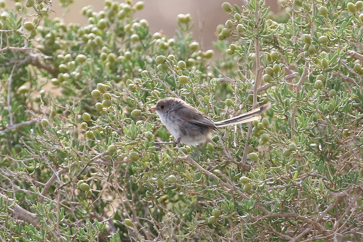 White-winged Fairywren - ML646095179