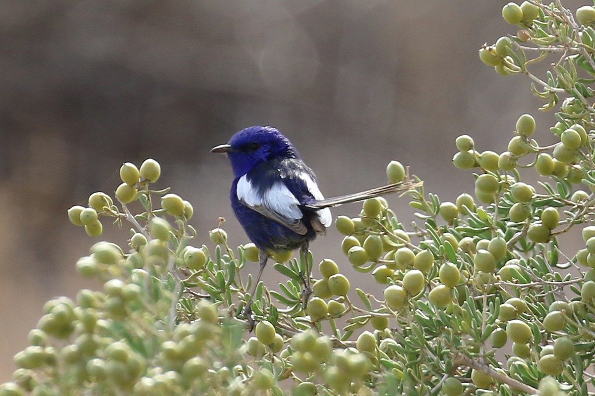 White-winged Fairywren - ML646095180