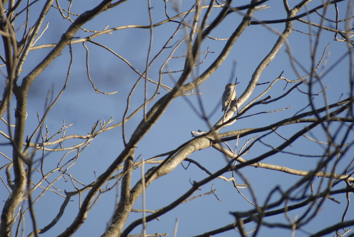 Гіла каролінська - ML646095182