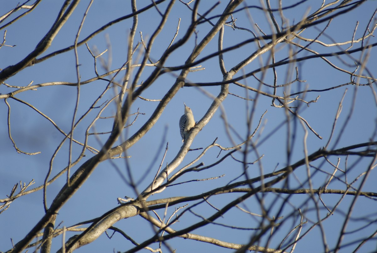 Гіла каролінська - ML646095183