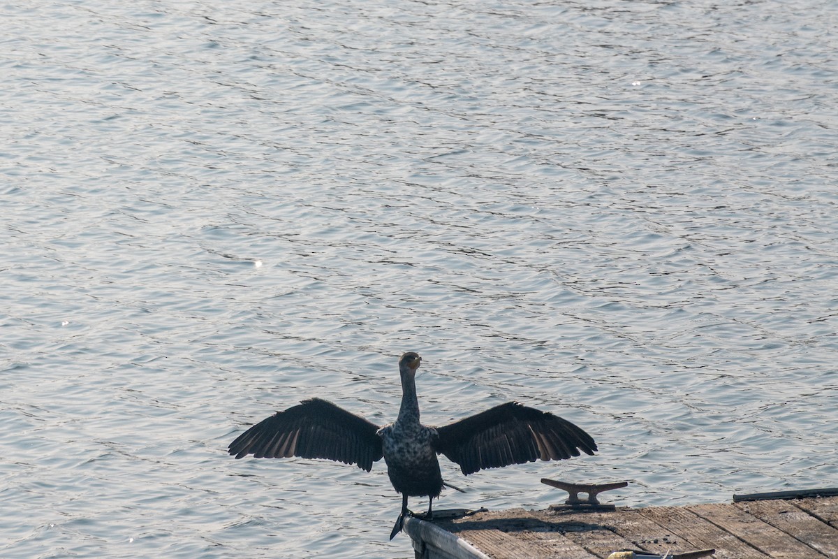 Double-crested Cormorant - ML646095192