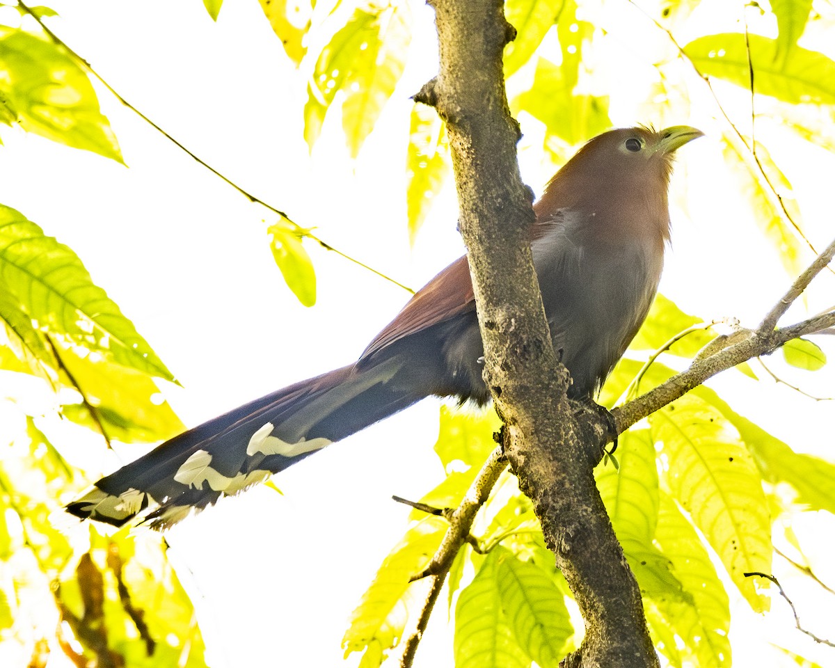 Piaye écureuil - ML646095194