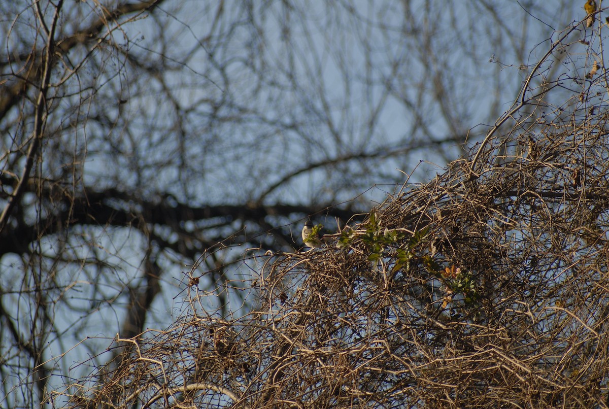 Пересмішник багатоголосий - ML646095198