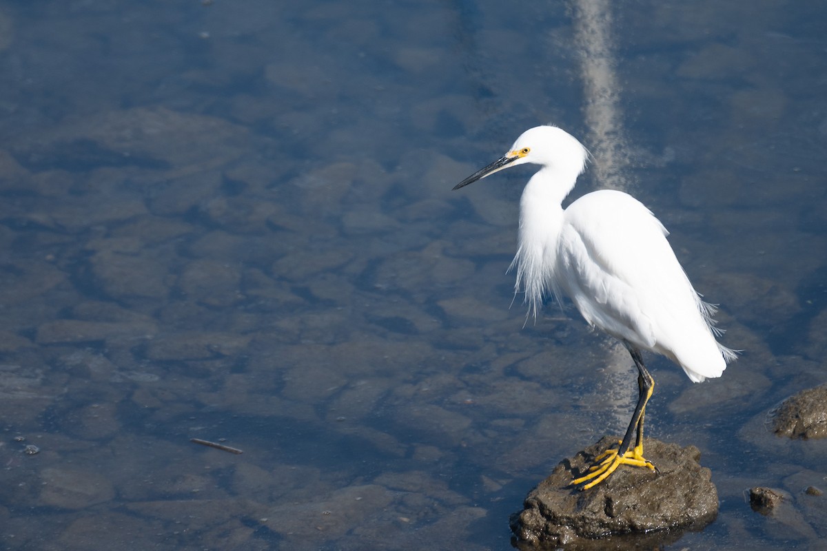 Snowy Egret - ML646095201