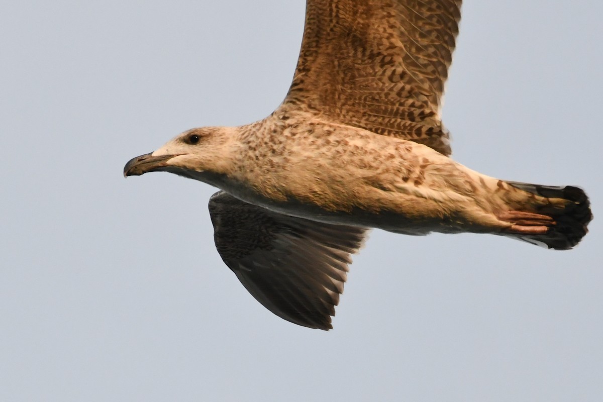 Great Black-backed Gull - ML646095203