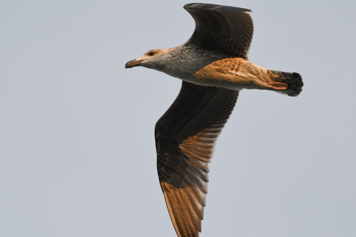 Great Black-backed Gull - ML646095205