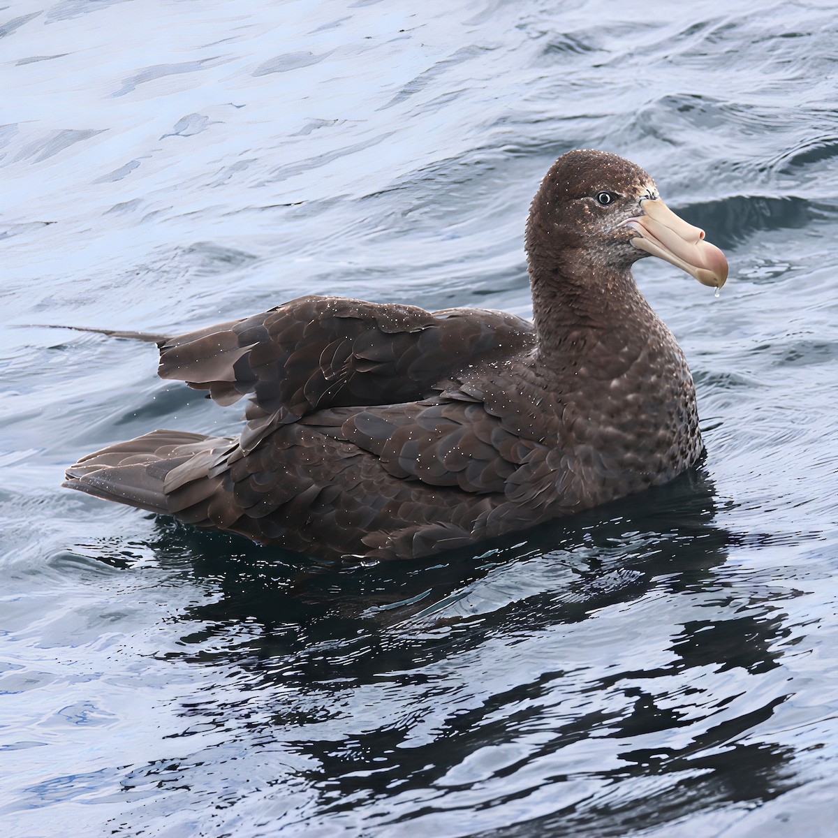 Kuzey Dev Fırtınakuşu - ML646095206