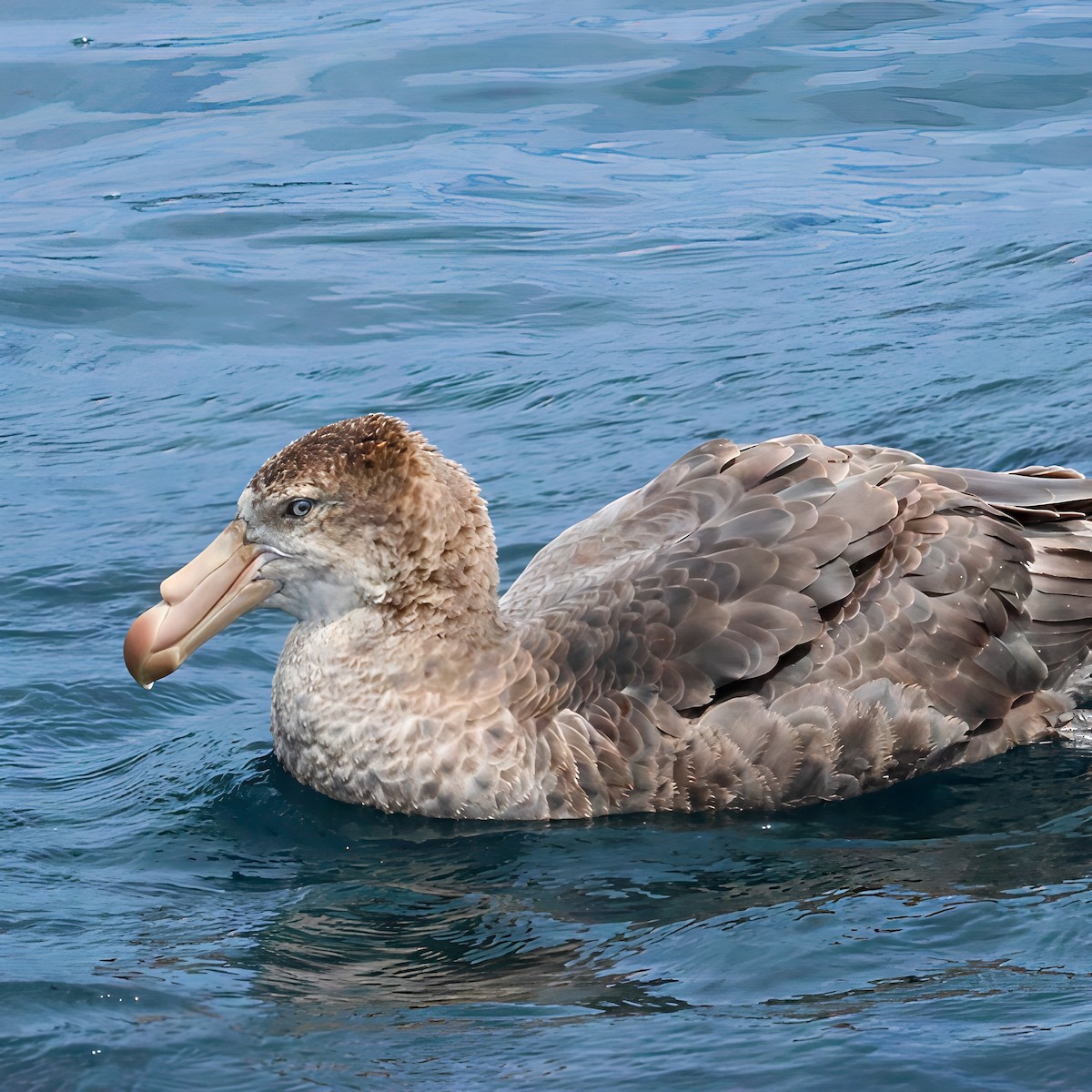 Kuzey Dev Fırtınakuşu - ML646095207