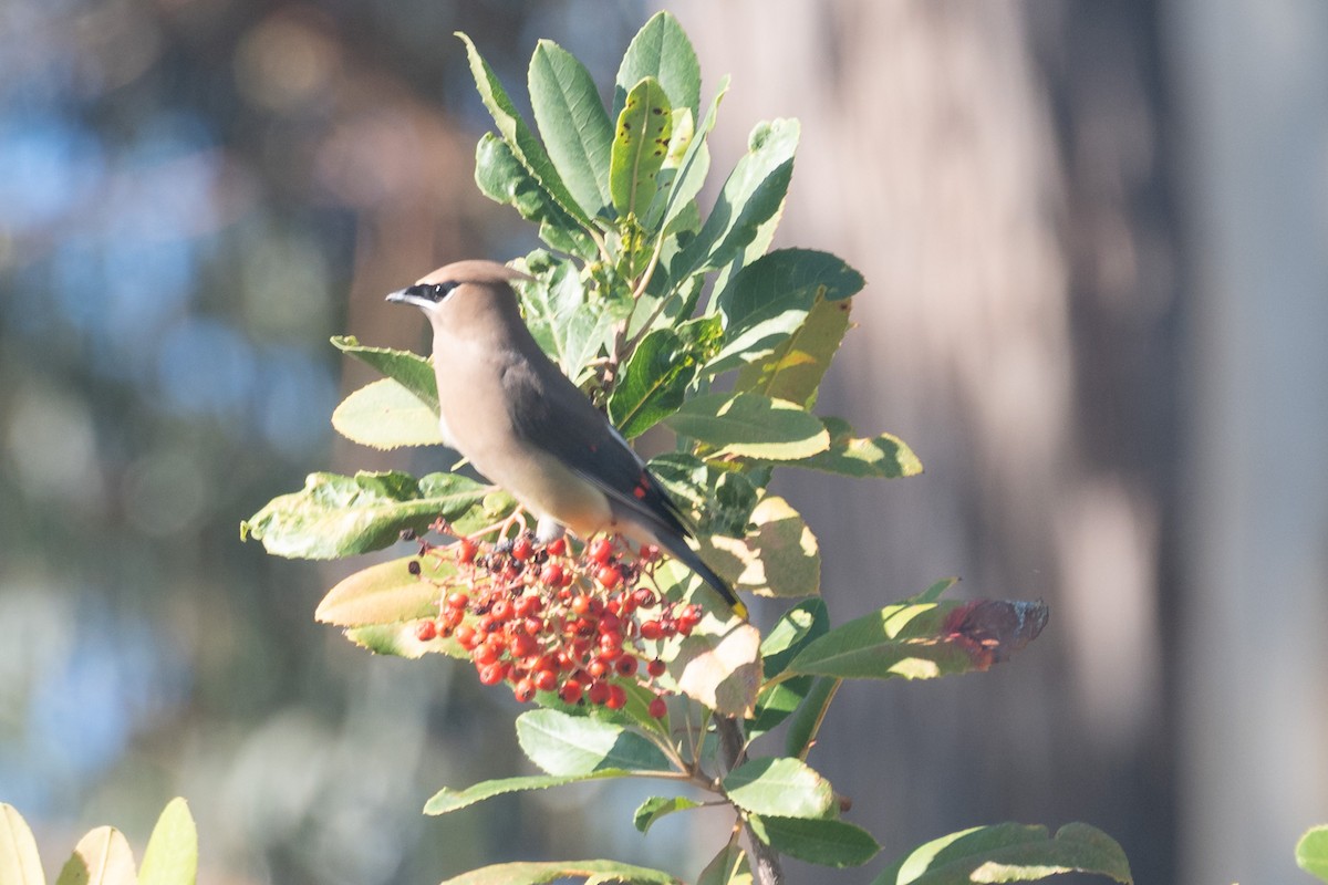 Cedar Waxwing - ML646095209