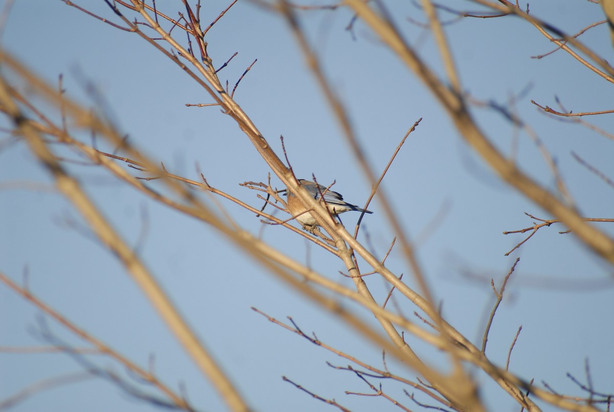 Блакитник східний - ML646095215