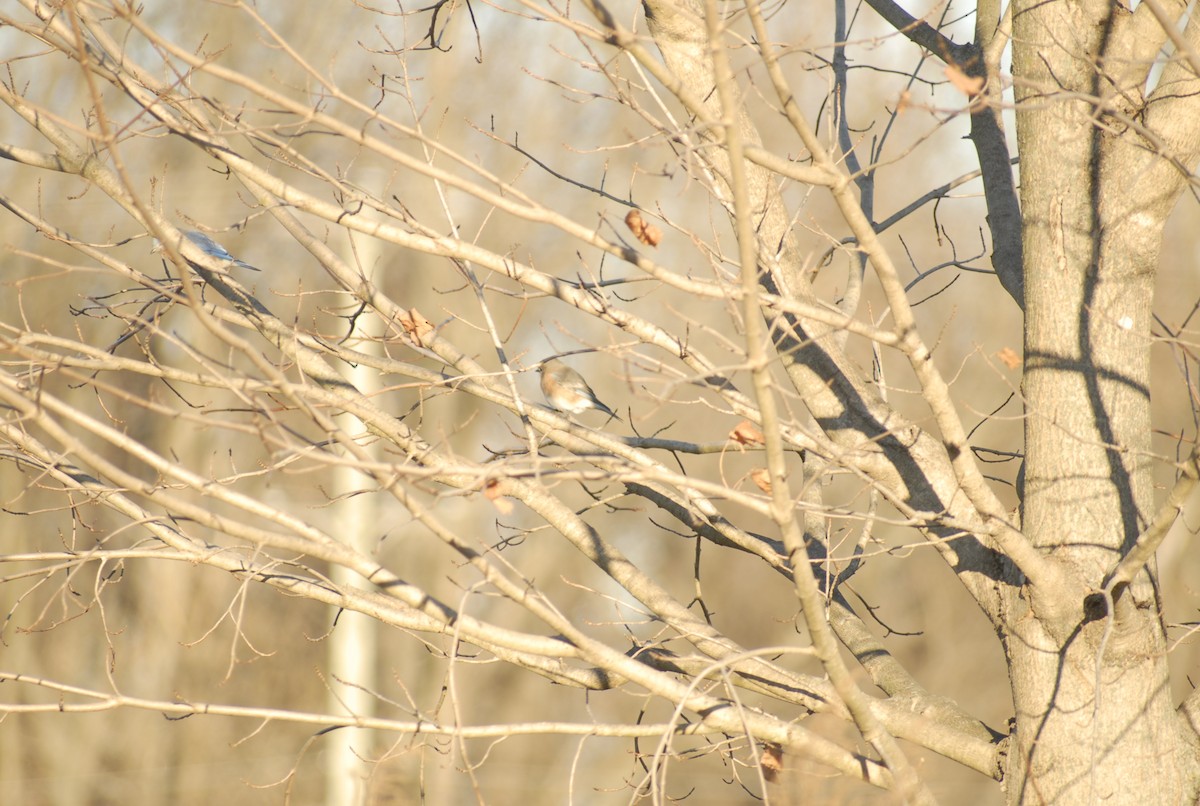 Блакитник східний - ML646095216