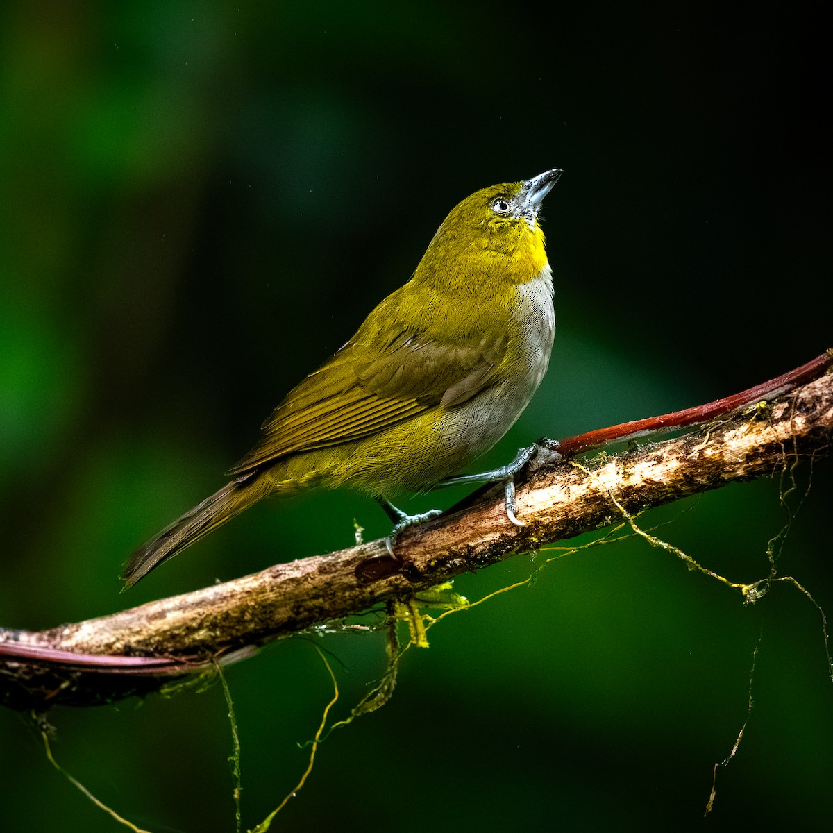 Yellow-throated Chlorospingus - ML646095217