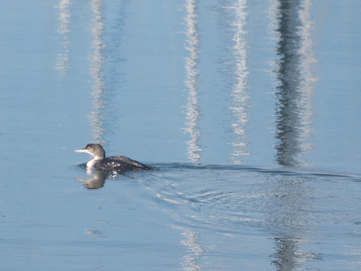Common Loon - ML646095218