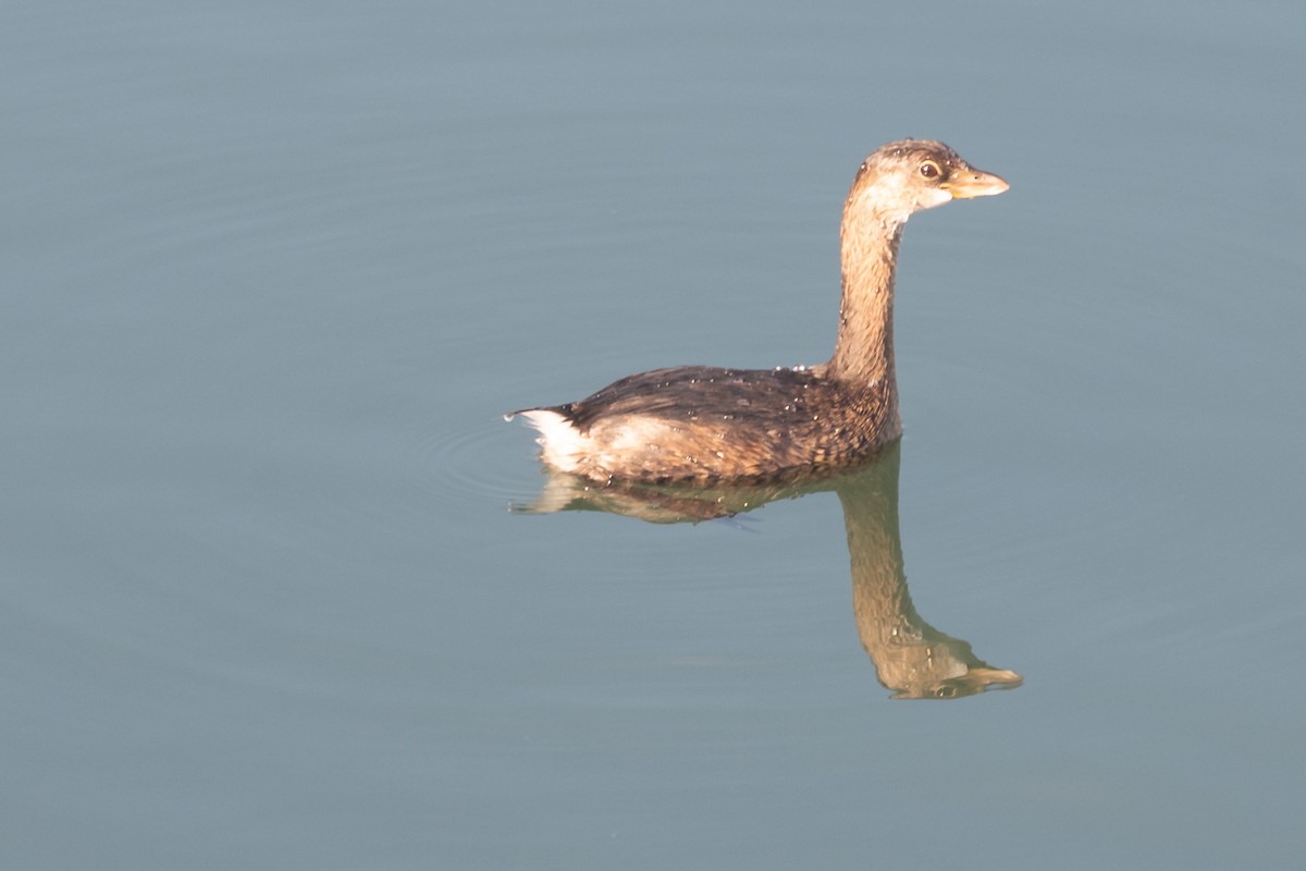 Pied-billed Grebe - ML646095219