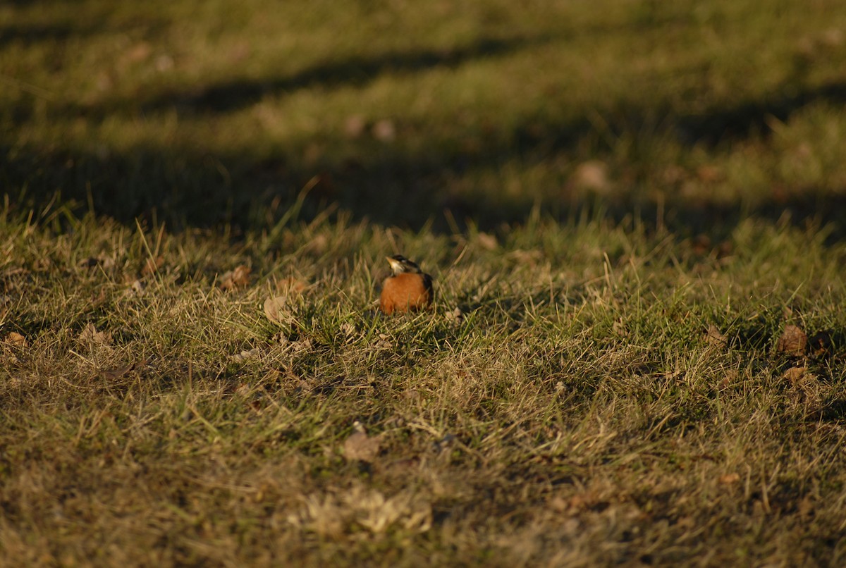 Дрізд мандрівний - ML646095221