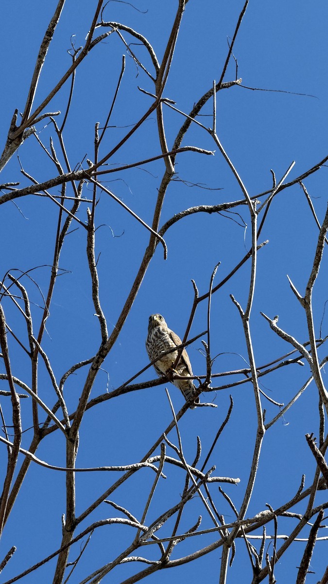 Roadside Hawk - ML646095224