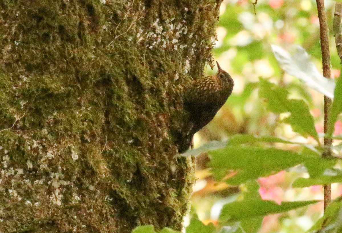 Spotted Barbtail - ML646095229