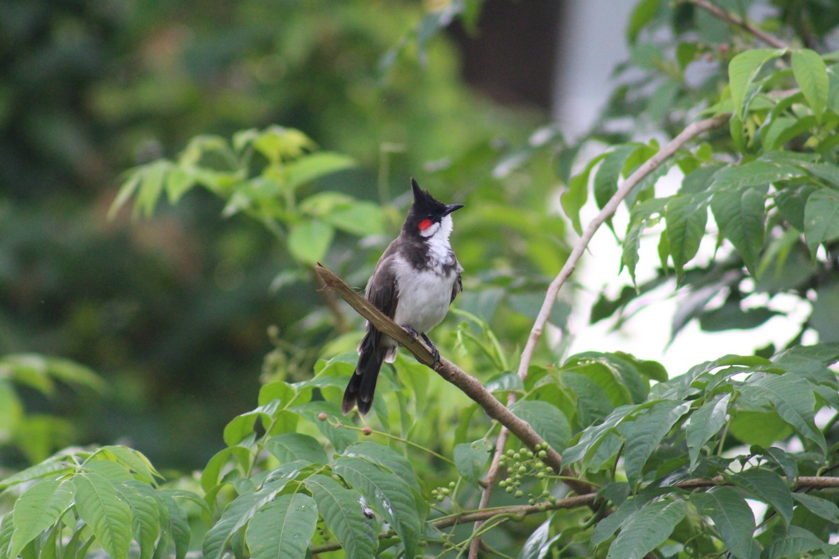 Bulbul orphée - ML646095230