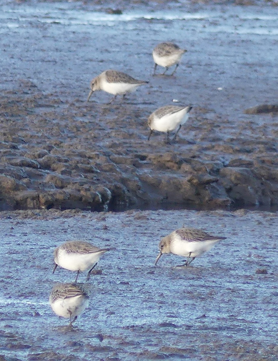 Dunlin - ML646095233