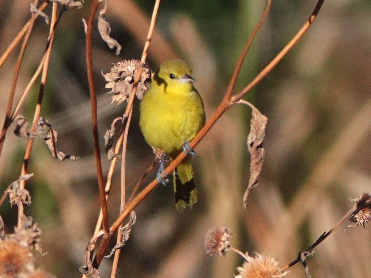 Orchard Oriole - ML646095234