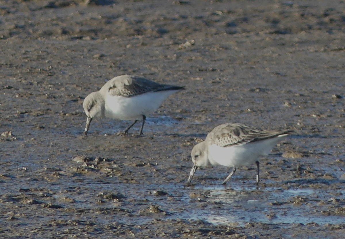 Dunlin - ML646095239