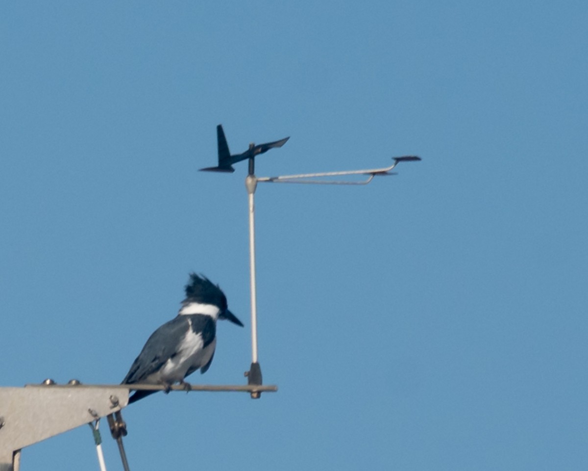 Martin-pêcheur d'Amérique - ML646095241