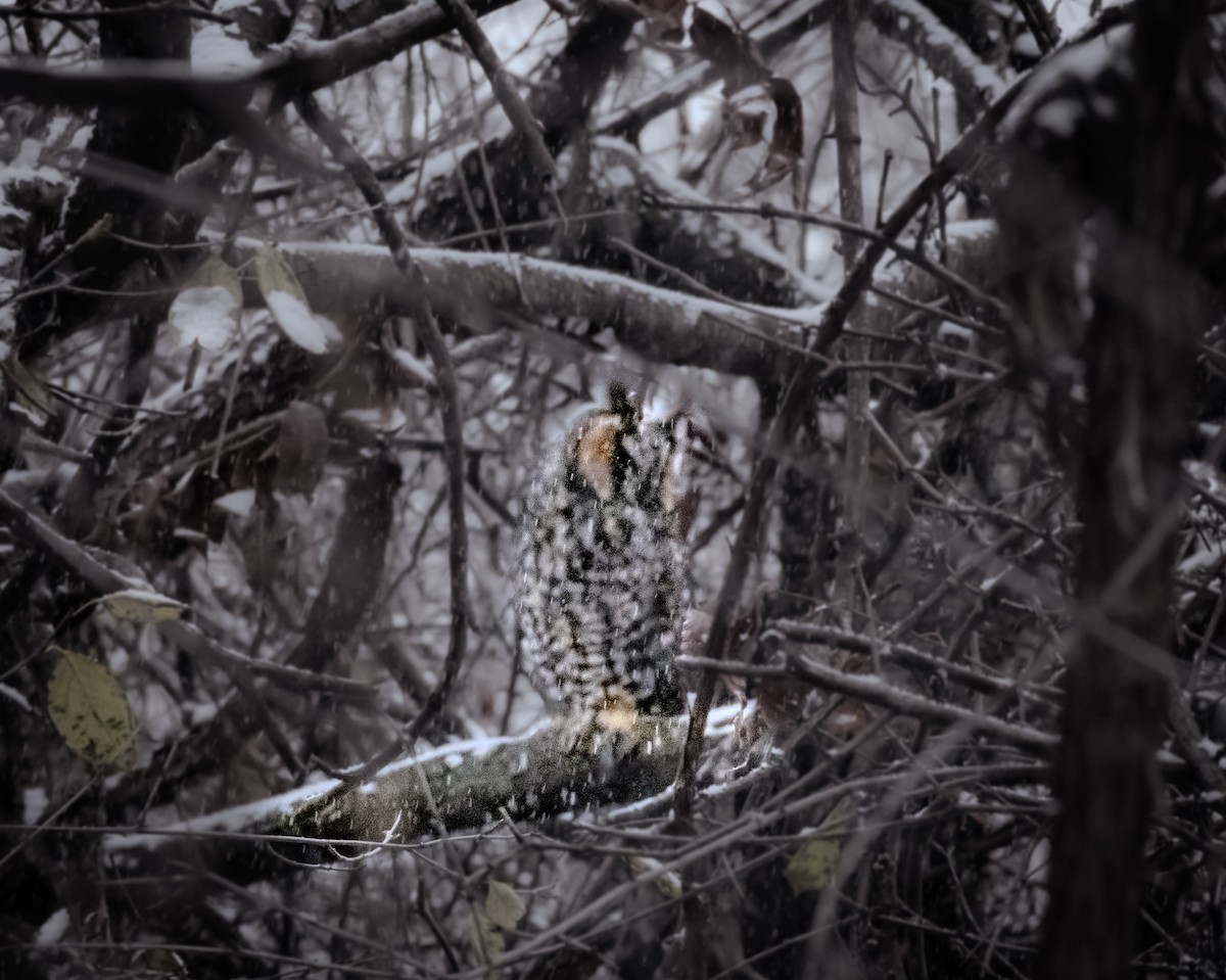 Hibou moyen-duc - ML646095242