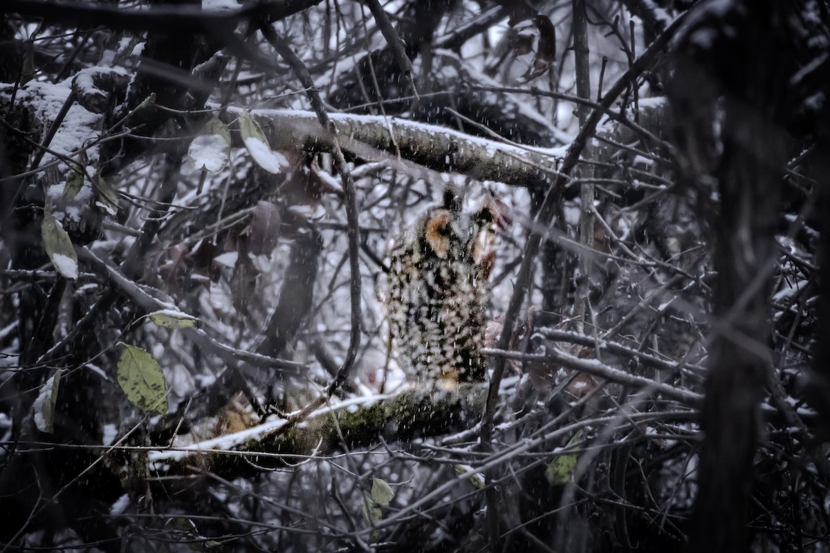 Hibou moyen-duc - ML646095243