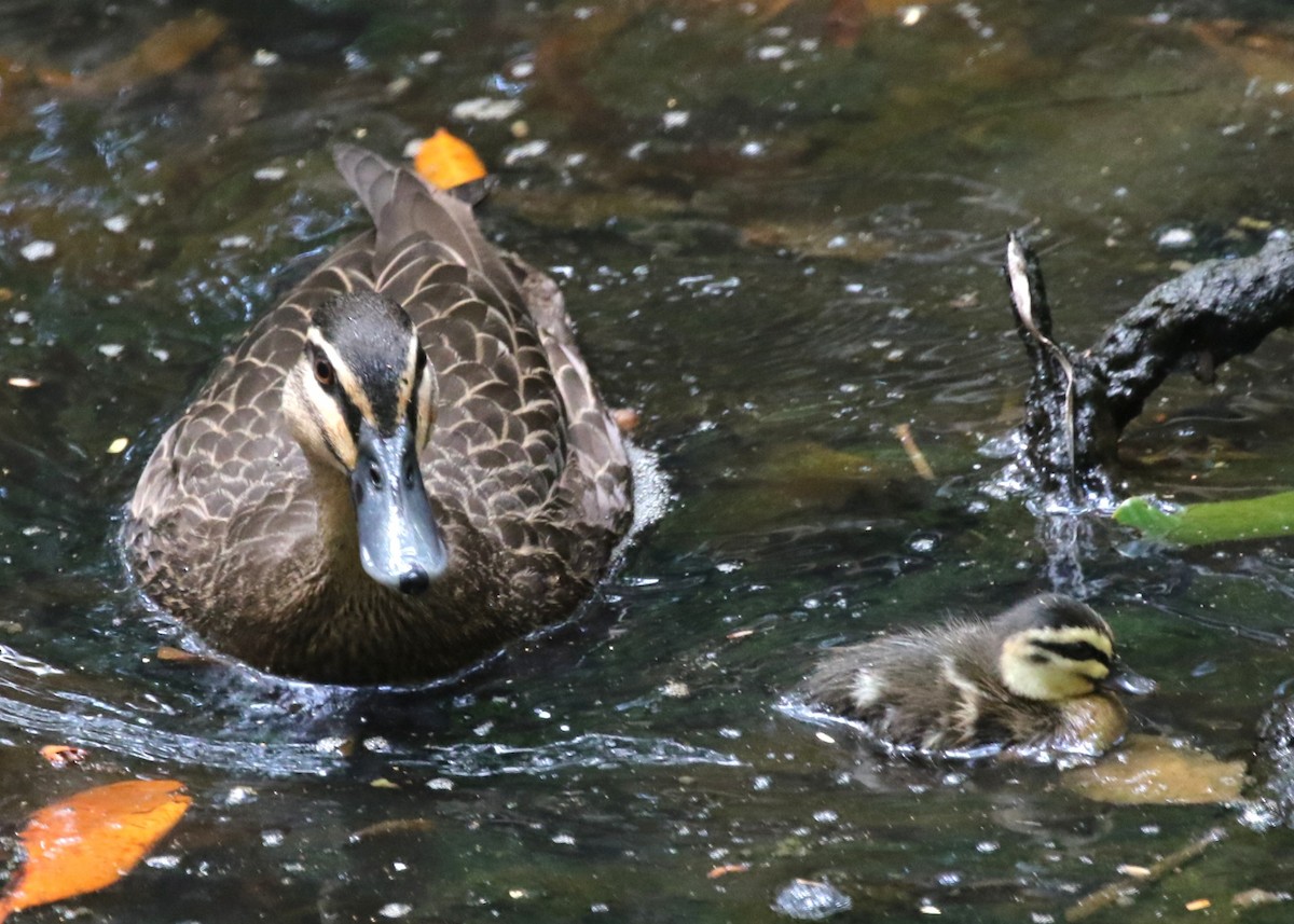 Canard à sourcils - ML646095244