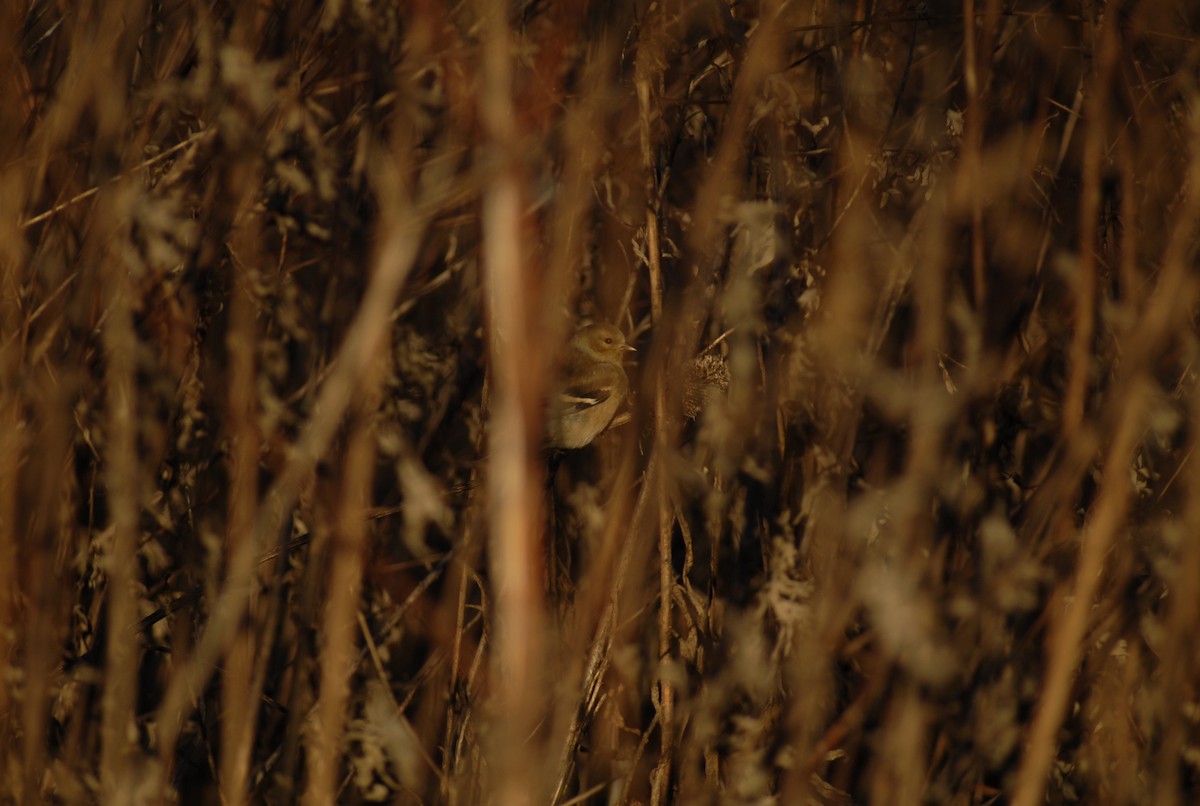 Chardonneret jaune - ML646095245