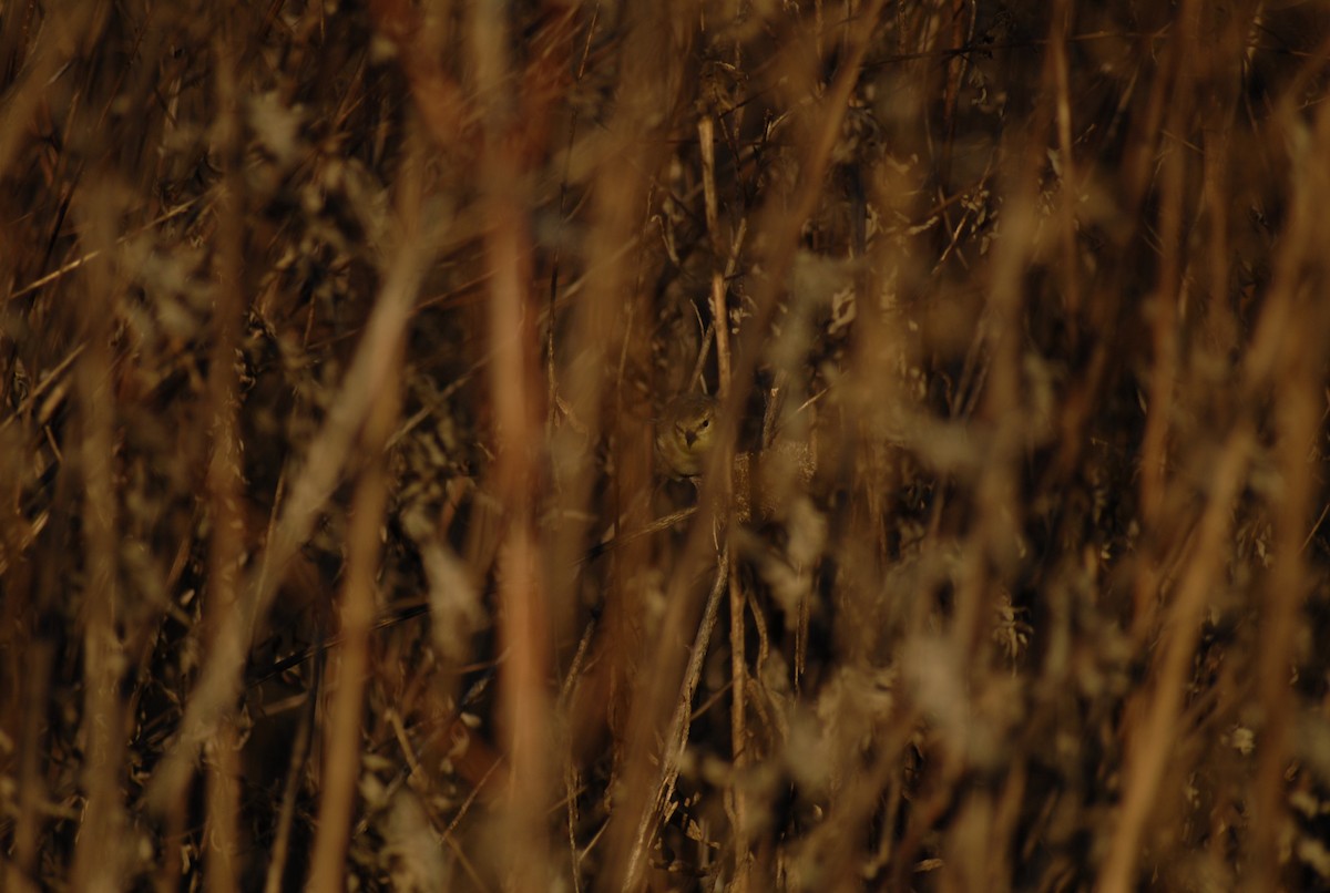 Chardonneret jaune - ML646095246