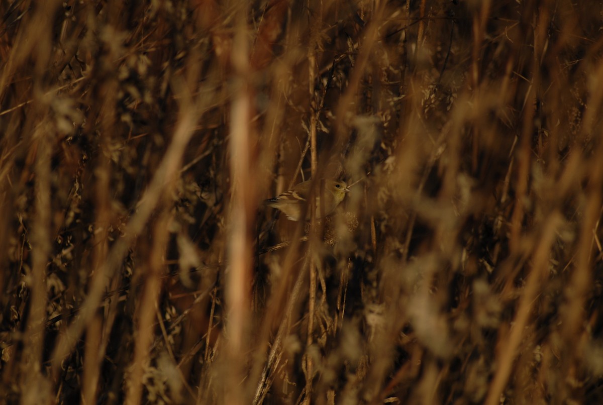 Chardonneret jaune - ML646095247